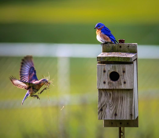 Want To Add a Fun and Nature to Your Backyard? – Try Adding Birdhouses